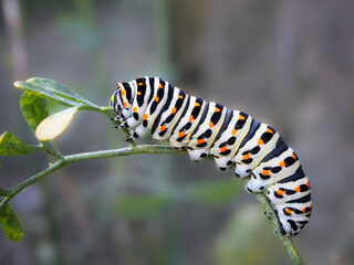 Papilio machaon caterpillar