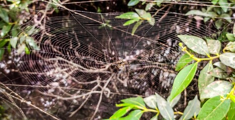 Spider Web in the Forest