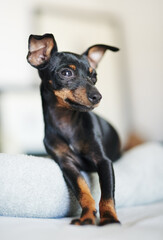 Bed, dog and pinscher with blanket for relax, comfortable and cozy for wellness with unique pet at home. Bedroom, miniature and animal as companion with loyalty, intelligent and curious personality