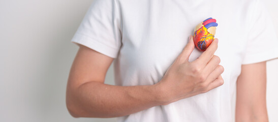 Woman holding human Heart model. Cardiovascular Diseases, Atherosclerosis, Hypertensive Heart,...
