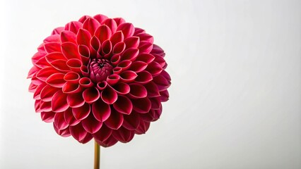 Minimalist large red dahlia isolated on white background, bright burgundy flower