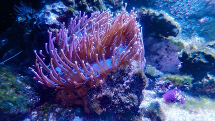 Coral reef scene with anemone, coral and fish