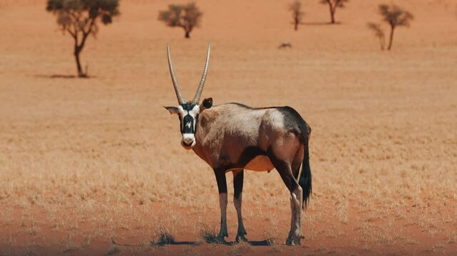 The Oryx Gemsbok animal walking through the Namib Desert on a hot sunny day in Namibia, Africa