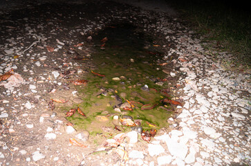 Puddle. Night photo with flash.