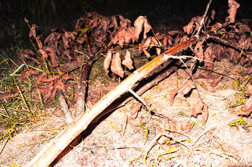 Fallen tree in autumn