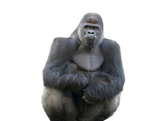 Fototapeta premium western lowland gorilla isolated on white background