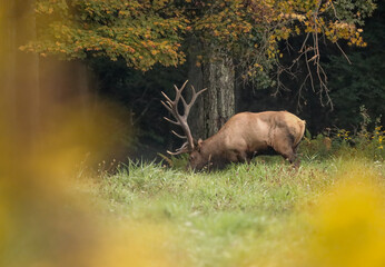 Impressive Big Elk Bull Polished Antlers Autumn Fall Colors