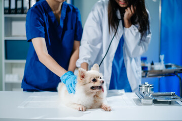 Veterinarian and nurse checking a cute small dog in a clinic. Pet health, professional vet care,