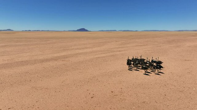 Aerial shot of a group of ostriches running through the Namibian desert, Africa