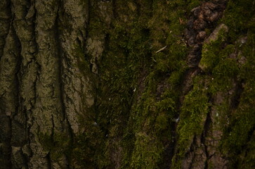 tree texture