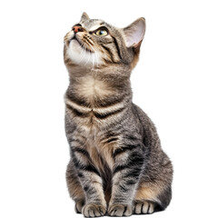 Tabby Cat Looking Up.