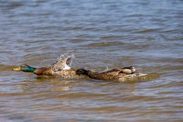 ducks on the lake in sunny weather in the spring season