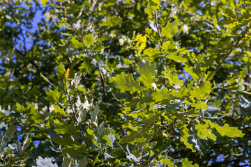 the oak tree in the summer in sunny weather