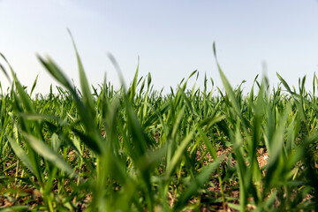 Obraz premium a new growing crop of cereals in the spring season