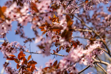 fruit trees blooming with red flowers in the garden
