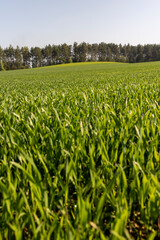 Fototapeta premium a large amount of green wheat that grows actively in spring