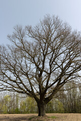 a plowed field on which a lone oak tree grows