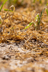part of the wheat field that was destroyed from excess fertilizers