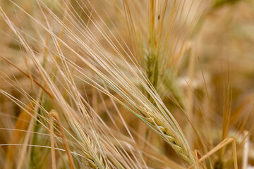 Fototapeta premium wheat field after a thunderstorm and rain