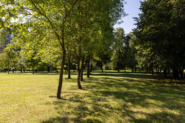 Obraz premium different deciduous trees in a mixed park in summer