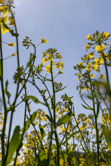 Obraz premium beautiful rapeseed flowers in sunny spring weather