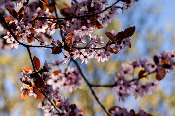 beautiful red inflorescences of trees on a blue sky background