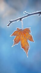 A delicate, frost-covered maple leaf hangs delicately from a branch, captured in close-up against a soft blue background