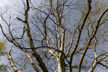 an old birch tree in spring without foliage on a blue sky background