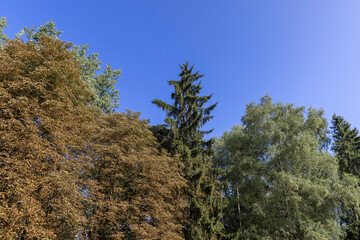 changing the color of the foliage of trees in the middle of summer