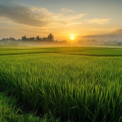 Obraz premium Sunrise Over Rice Paddy Field.