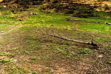 A serene patch of green grass in a natural outdoor setting, featuring a fallen tree branch lying on the ground. The landscape is peaceful, with earthy tones and a tranquil atmosphere.

