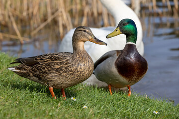 Obraz premium there are wild ducks on the shore of the lake in the summer season