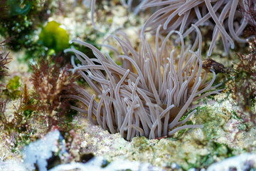 A pale sea anemone with flowing tentacles sits nestled within a vibrant marine environment,...