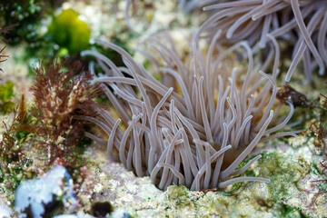 Soft tentacles of a sea anemone sway among colorful sea plants and algae, creating a delicate underwater scene