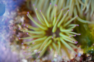 A close-up of a sea anemone shows its delicate tentacles with purple tips, gracefully extending from its vibrant green center