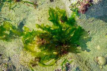 Bright green seaweed clings to a light-colored rock, creating a vibrant contrast
