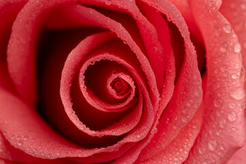 bouquet of roses of different colors close-up