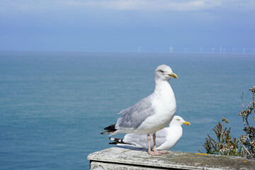 Ein Paar Möwen ruht auf einer Leiste mit Blick auf den weiten Ozean, wobei der eine steht und der andere ruhig an seiner Seite sitzt
