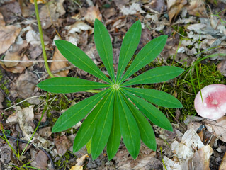 Das Foto zeigt eine grüne Blatt Nahaufnahme