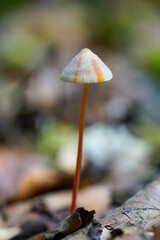 A small, delicate mushroom with a striped cap and a thin red stem stands alone on a forest floor
