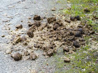 There is horse droppings on the ground