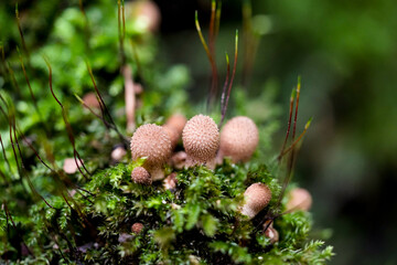 Small mushrooms with a textured surface grow amidst green moss