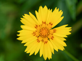 A bright yellow flower with red markings at its center stands out against a blurred green background