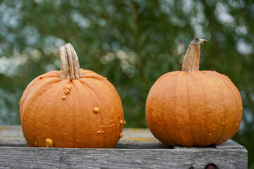 Two orange pumpkins with a bumpy surface lie on a wooden surface