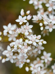 A cluster of delicate white flowers with tiny red dots blooms against a blurred natural background