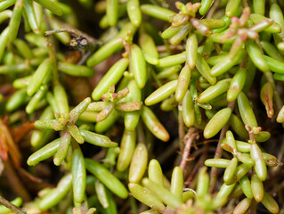 Small, green succulent-like plants form a dense and vibrant cluster