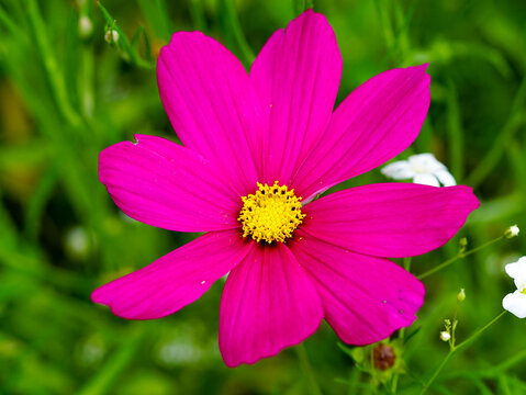Im Vordergrund ist eine rote Blume in Form eines G&auml;nsebl&uuml;mchens