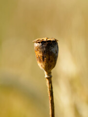 A dried seed pod stands alone, its muted brown color contrasting with a blurred, light brown background