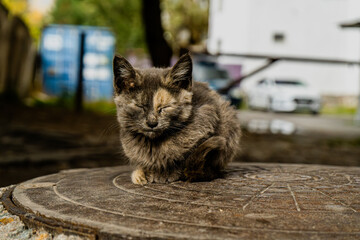 A fluffy kitten sits peacefully in an outdoor setting, surrounded by soft light and natural...