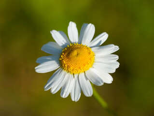 Obraz premium The image shows a daisy with white petals and a vibrant yellow center, standing out against a blurred green background